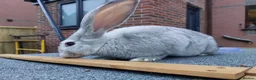 Continental Giant rabbits for sale: Young Male continental giant rabbit - Advert 4