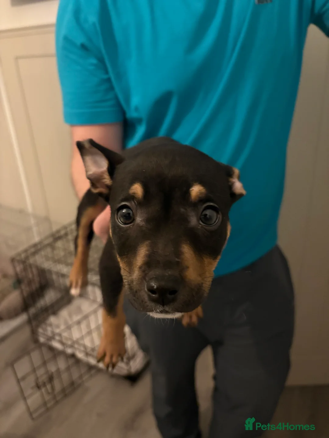 Mixed Breed dogs for sale: Black and Tan puppy  in Jarrow - Advert 1