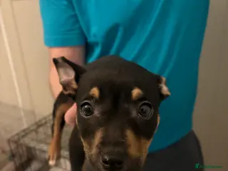 Mixed Breed dogs Black and Tan puppy in Jarrow - Advert 16