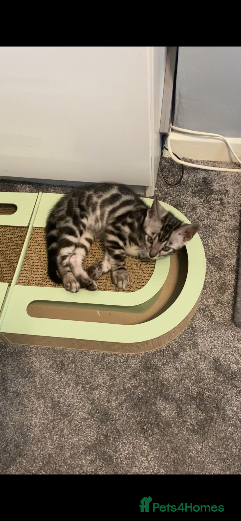Bengal cats for sale: GCCF Registered Pedigree Kittens  - Advert 4