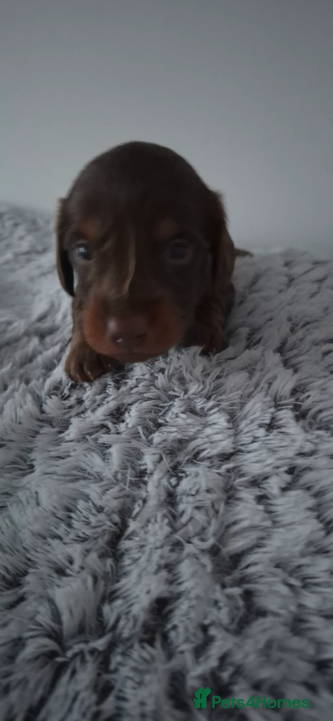 Dachshund dogs for sale: Miniature dachshunds long hair boys puppies - Advert 5