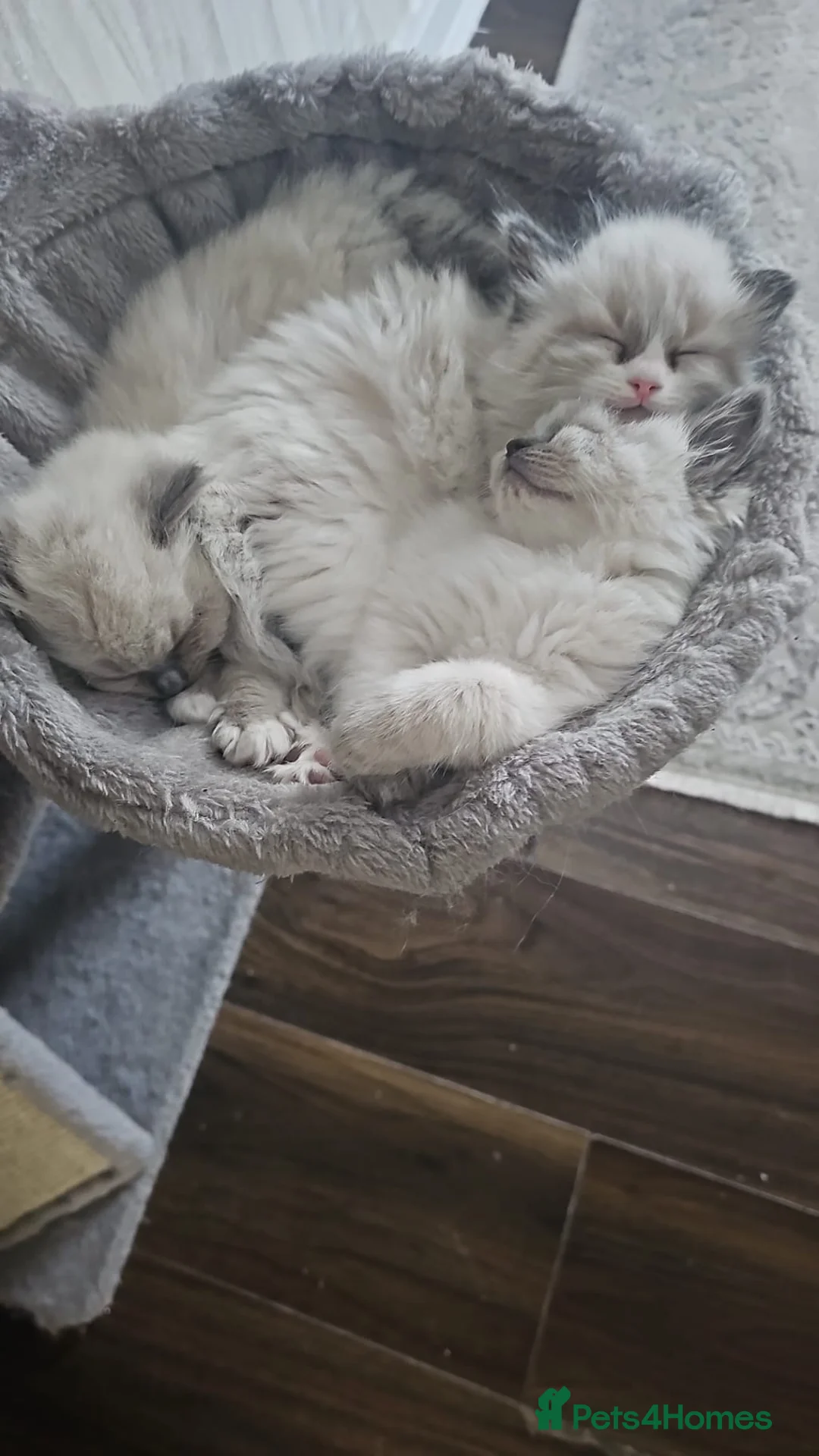 Ragdoll cats for sale: Beautiful Female Ragdoll Kittens  🐾 in London - Advert 1