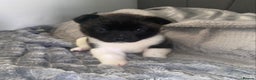 Akita dogs for sale: Beautiful American Akita Puppies 9 Boys 3 Females  - Advert 25