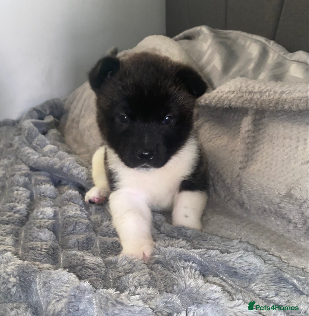 Akita dogs for sale: Beautiful American Akita Puppies 9 Boys 3 Females  - Advert 25