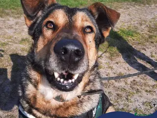Mixed Breed dogs Meet Kobi, currently residing in Cheshire in Nantwich - Advert 9