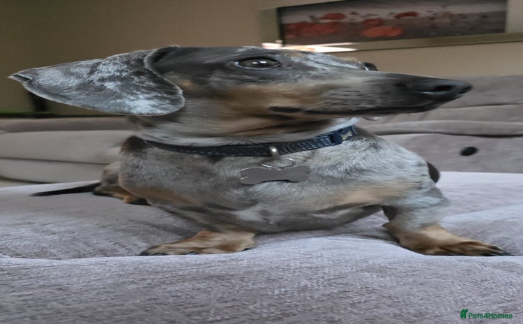 Dachshund dogs - Advert 1
