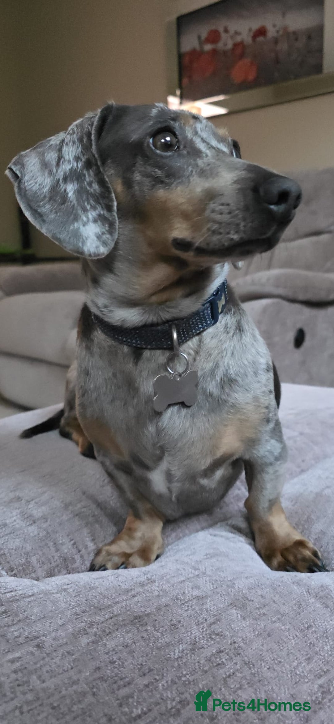 Dachshund dogs for stud: Dachshund male for stud - Image 1