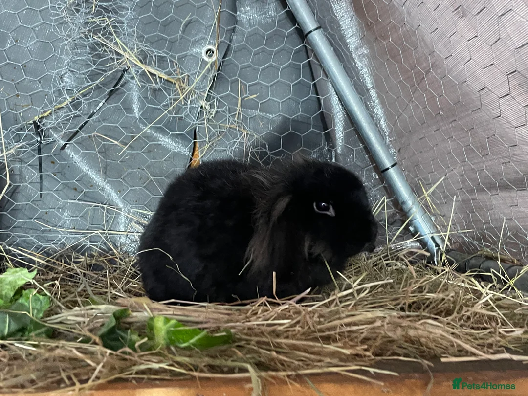 Mini Lion Lop rabbits for sale: Female bonded pair. Mini lion lops  - Advert 3