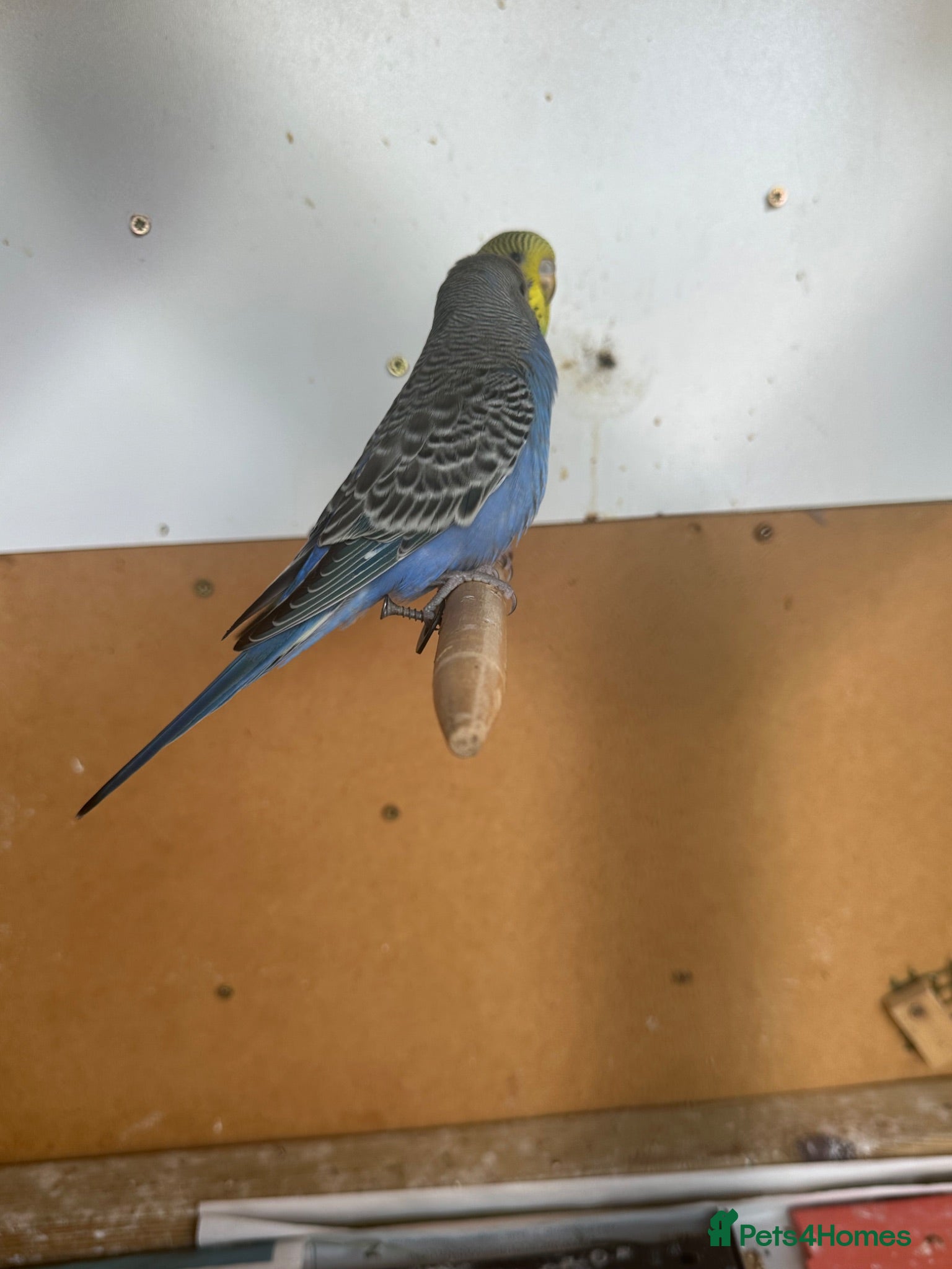 Budgerigars birds Lovely violet and green budgie - Advert 1