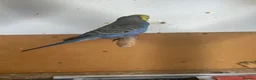 Budgerigars birds for sale: Lovely violet and green budgie - Advert 1