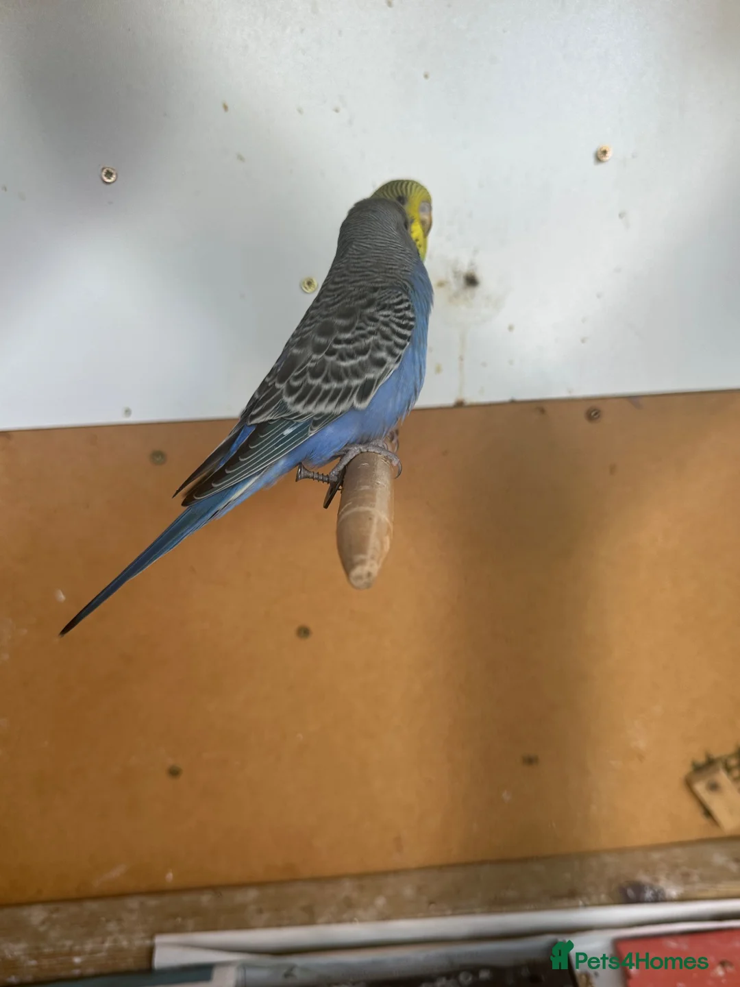 Budgerigars birds for sale: Lovely violet and green budgie - Advert 1