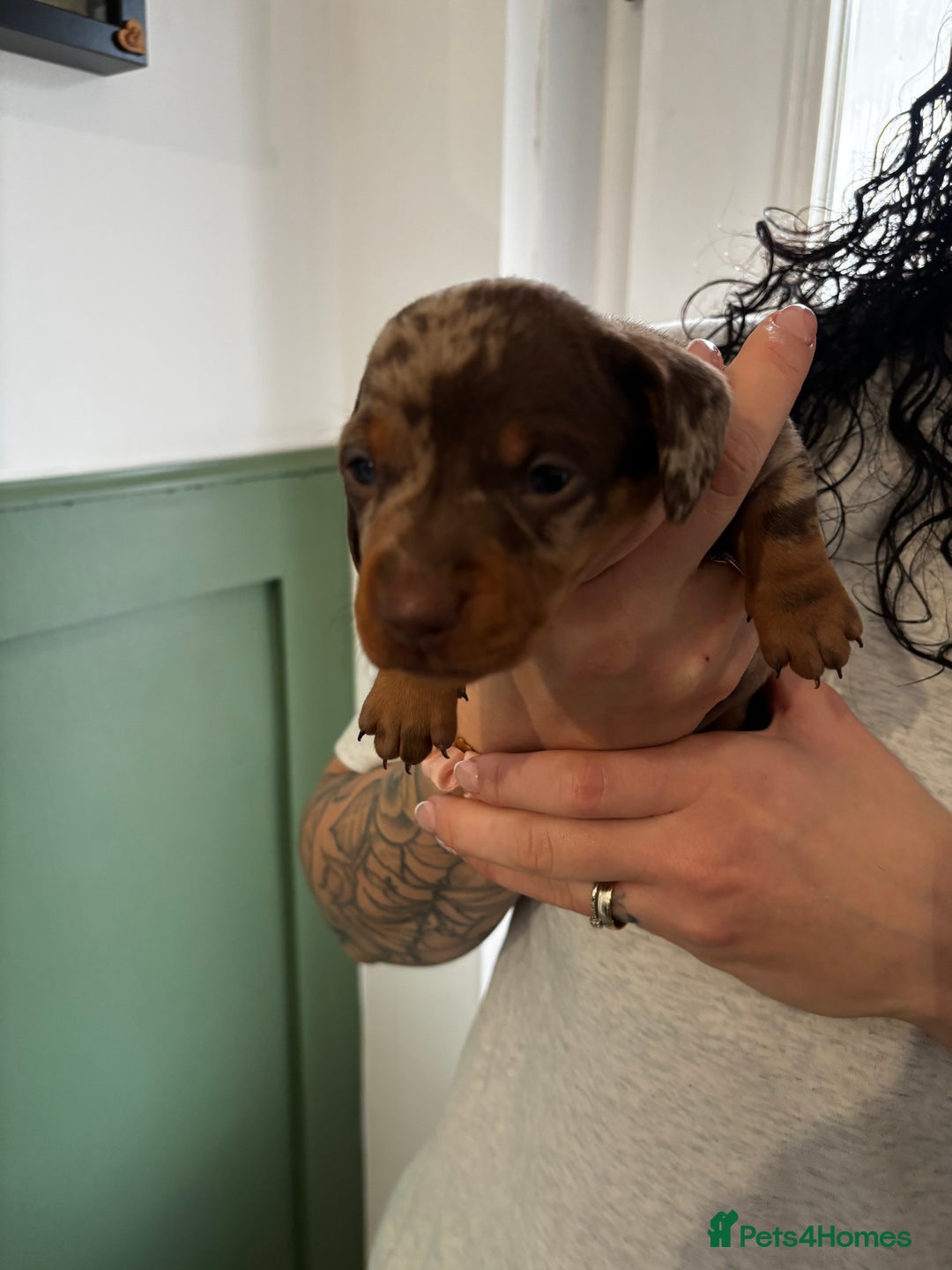 Miniature Dachshund dogs for sale: 2 puppies left in litter of 5 (2 boys) - Advert 8