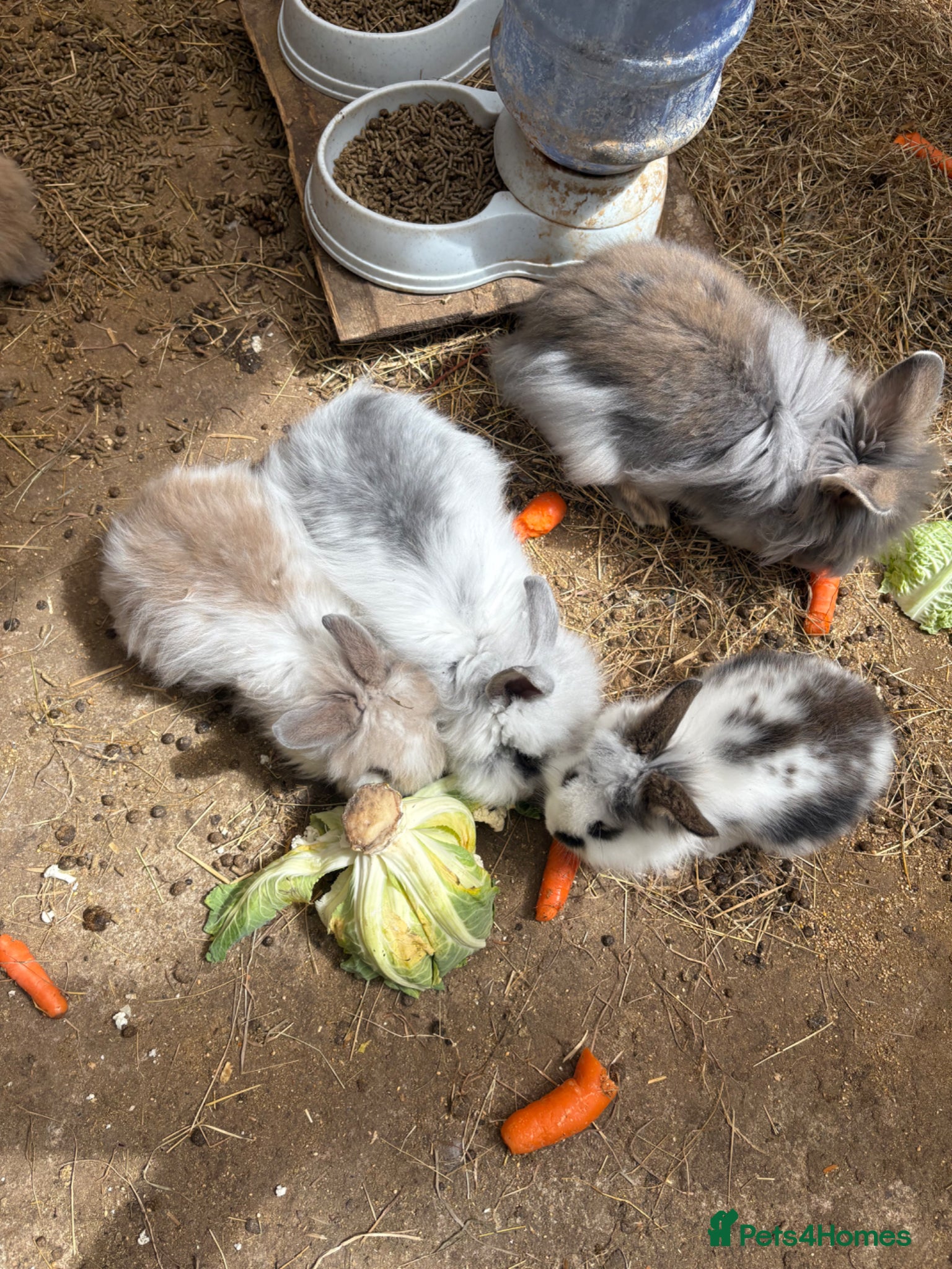 Lionhead rabbits Baby lion head rabbit for sale - Advert 1