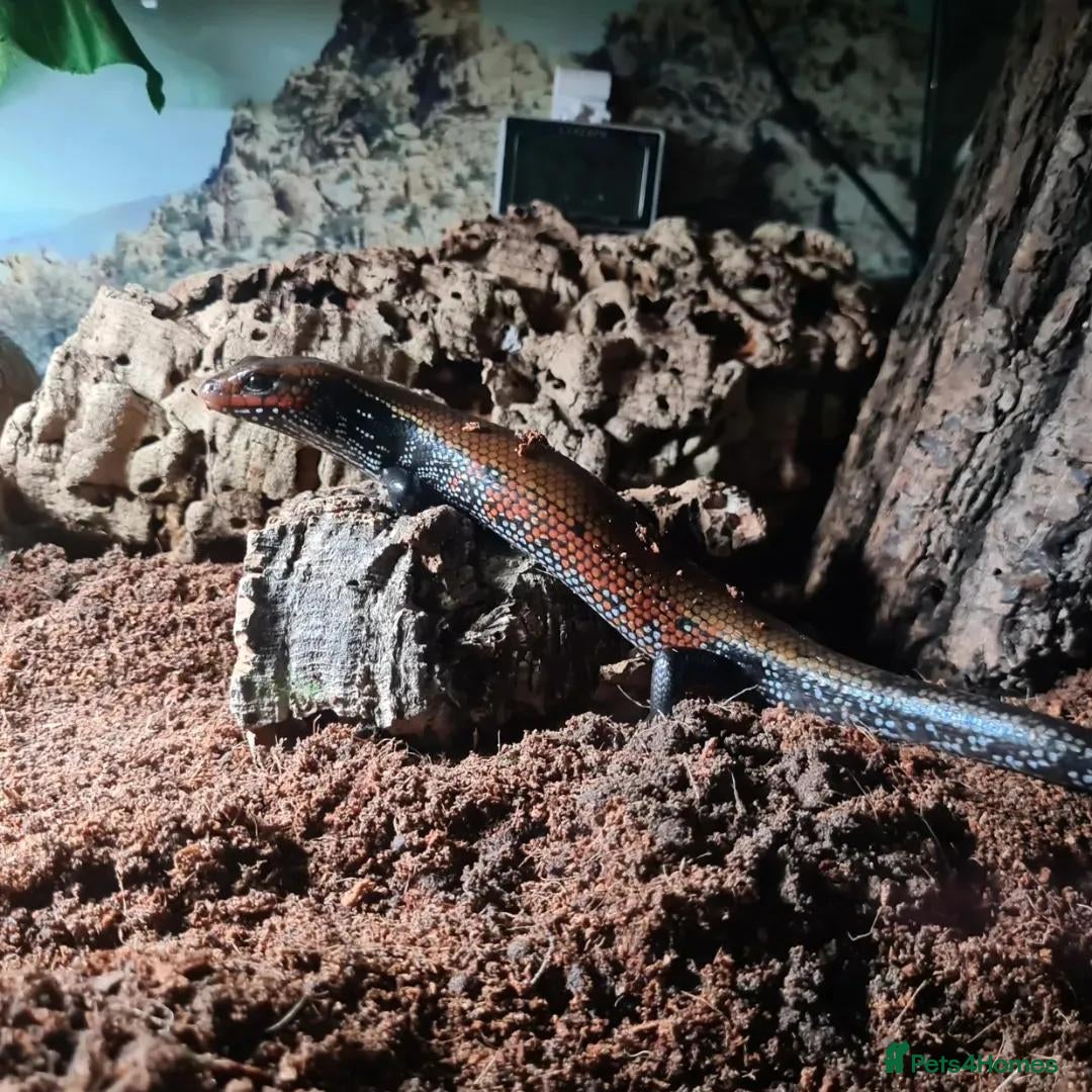 Skink reptiles African Fire skinks for sale - Advert 2