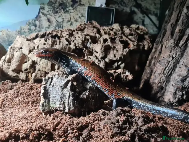 Skink reptiles for sale: African Fire skinks for sale - Advert 2