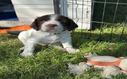 English Springer Spaniel dogs for sale: Springer spaniel puppies  - Image 10