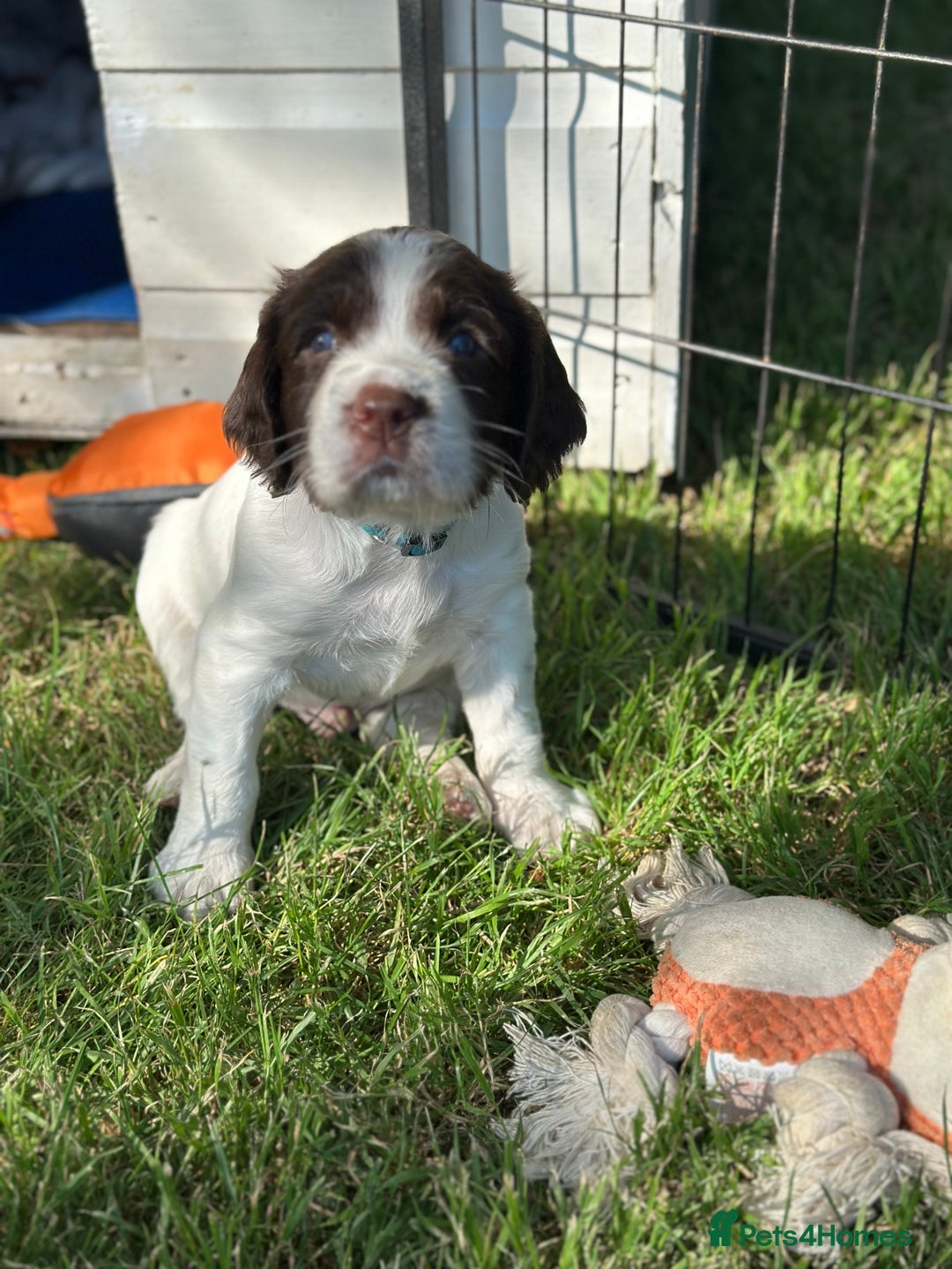 English Springer Spaniel dogs for sale: Springer spaniel puppies  - Image 10