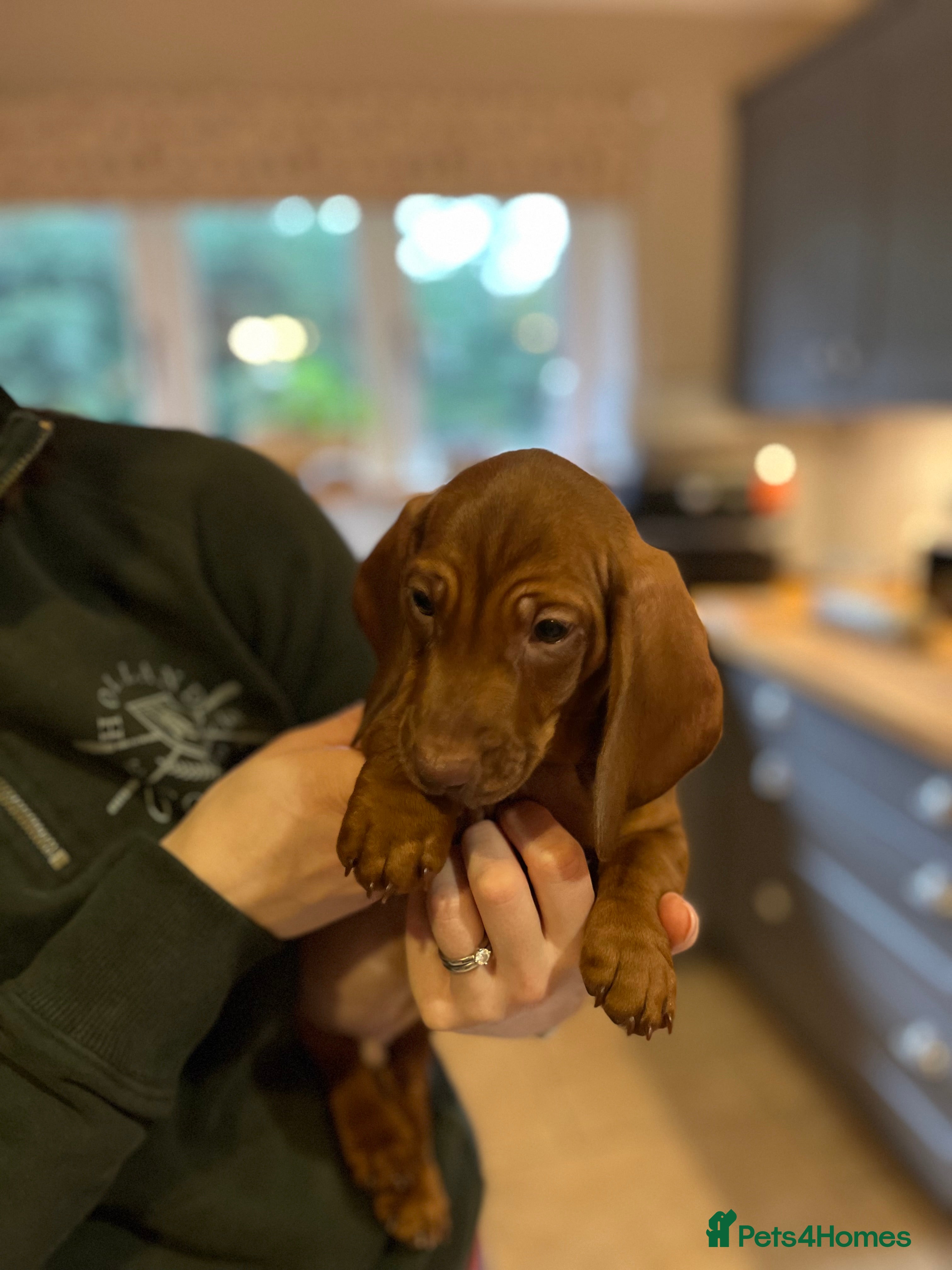 Dachshund dogs Beautiful dachshund pups  - Advert 18