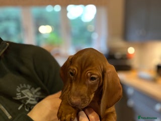 Dachshund dogs Beautiful dachshund pups - Advert 18