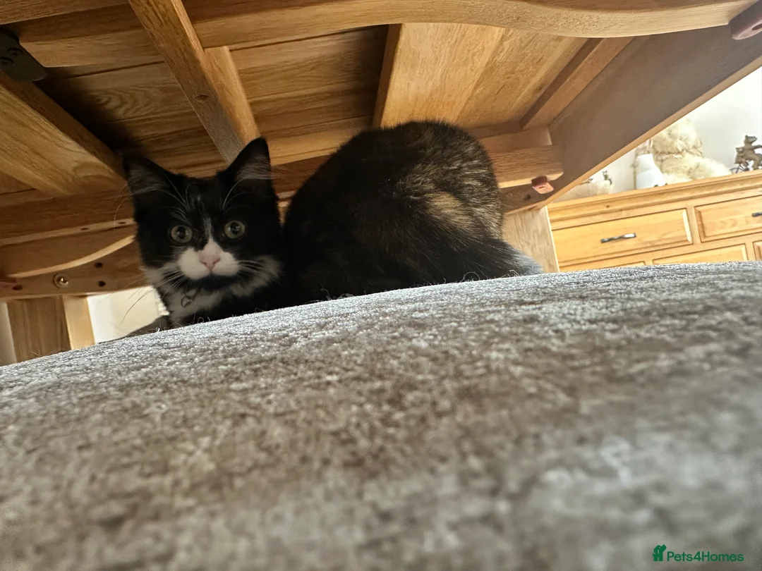 British Longhair cats for sale: Beautiful tuxedo long hair girl - Advert 2
