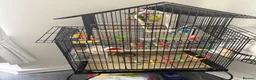 Budgerigars birds for sale: Budgies in Gateshead - Advert 3