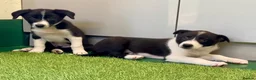 Border Collie dogs for sale: Border Collies puppies available  - Advert 9
