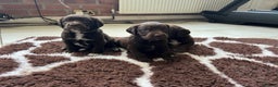 Springador dogs for sale: Quality Springadors: Health Tested, Working Lines - Advert 15