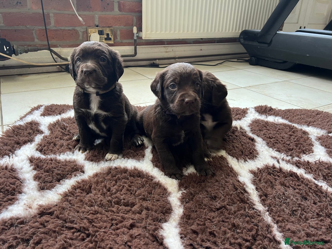 Springador dogs for sale: Quality Springadors: Health Tested, Working Lines - Advert 15