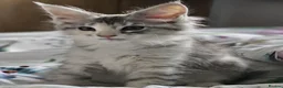 Maine Coon cats for sale: Beautiful TICA registered Maine Coon kitten's  - Advert 7