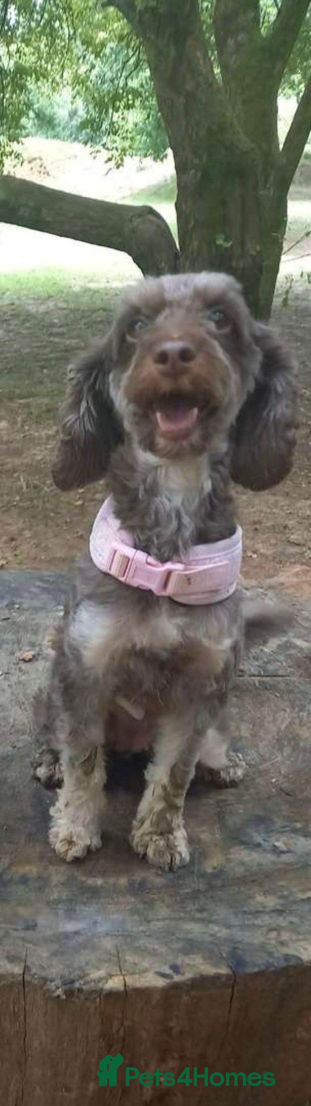 Cockapoo dogs for sale: 4 year old female cockerpoo - Image 5