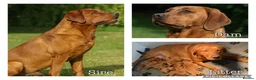 Labrador Retriever dogs for stud: Fox red Labrador stud dog very dark in Rotherham - Advert 11