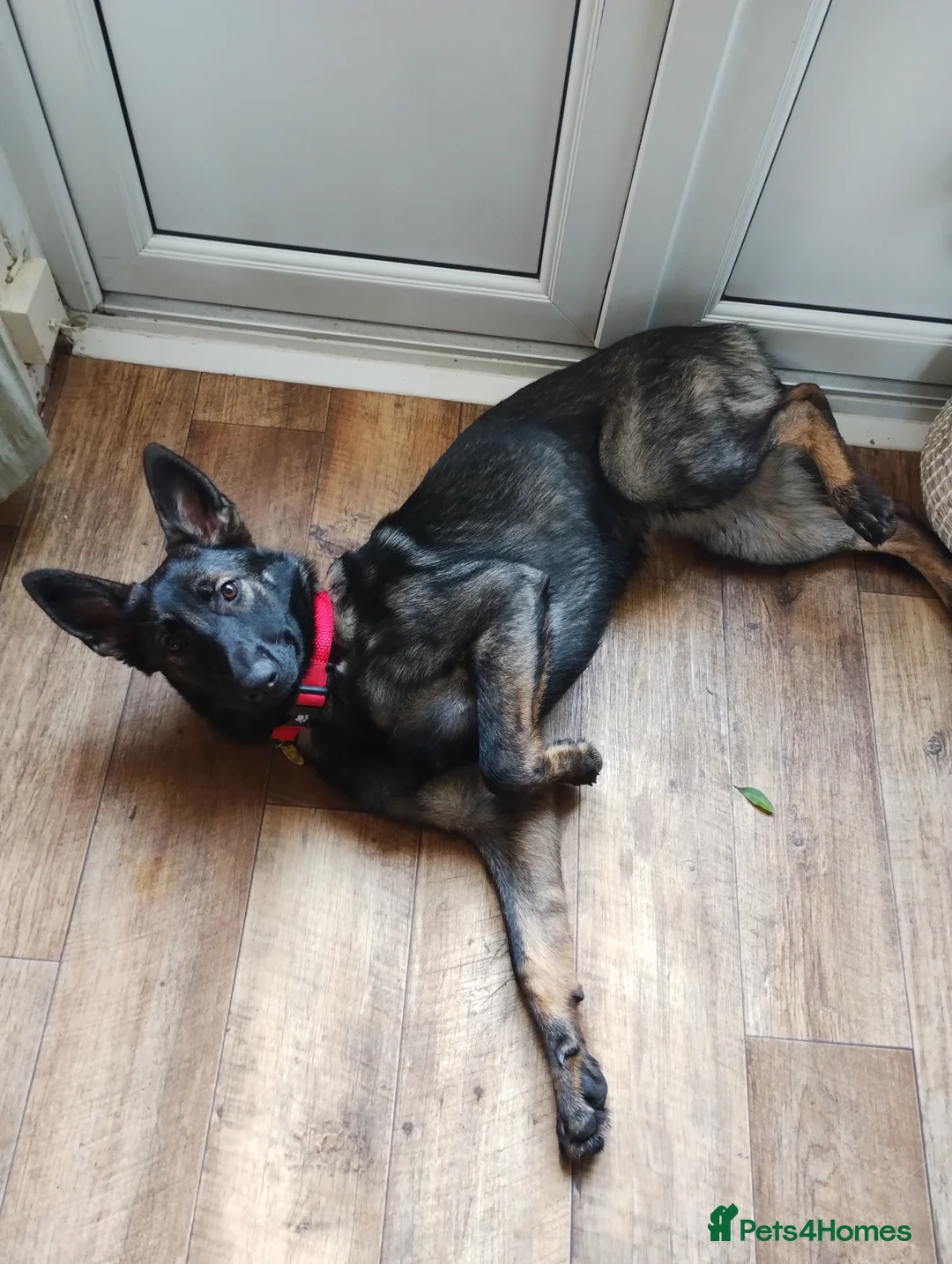 German Shepherd dogs for sale: German Shepherd Looking for a Loving Home - Advert 8
