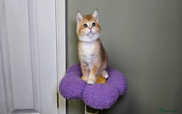 Scottish Fold cats for sale: READY NOW - TICA - SCOTTISH STRAIGHT BOY, NY12. - Image 26