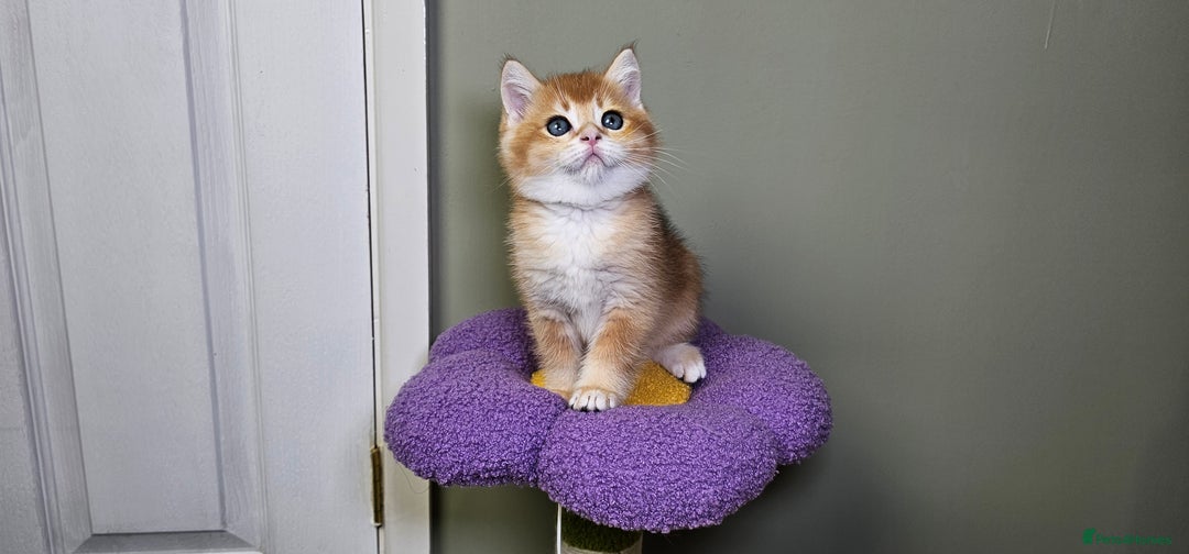 Scottish Fold cats for sale: READY NOW - TICA - SCOTTISH STRAIGHT BOY, NY12. - Image 26