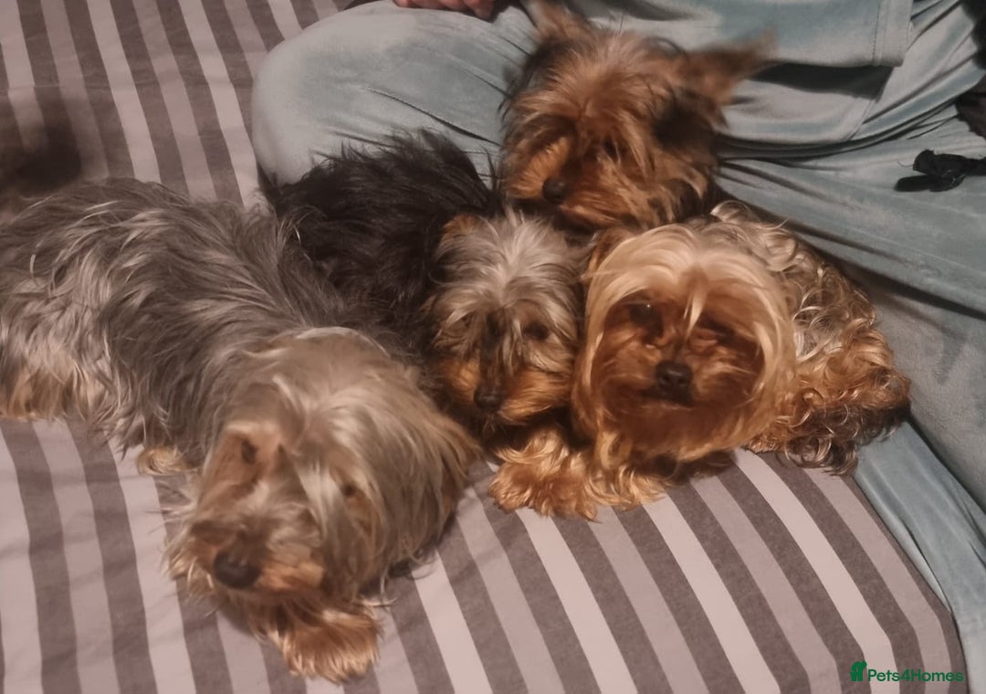 Yorkshire Terrier dogs for sale: Yorkshire  - Advert 2