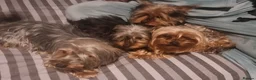 Yorkshire Terrier dogs for sale: Yorkshire  - Advert 2