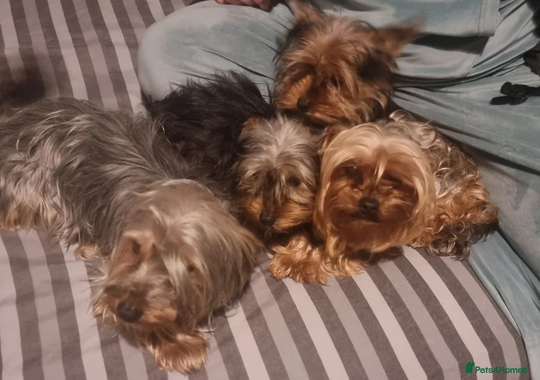 Yorkshire Terrier dogs for sale: Yorkshire  - Advert 2