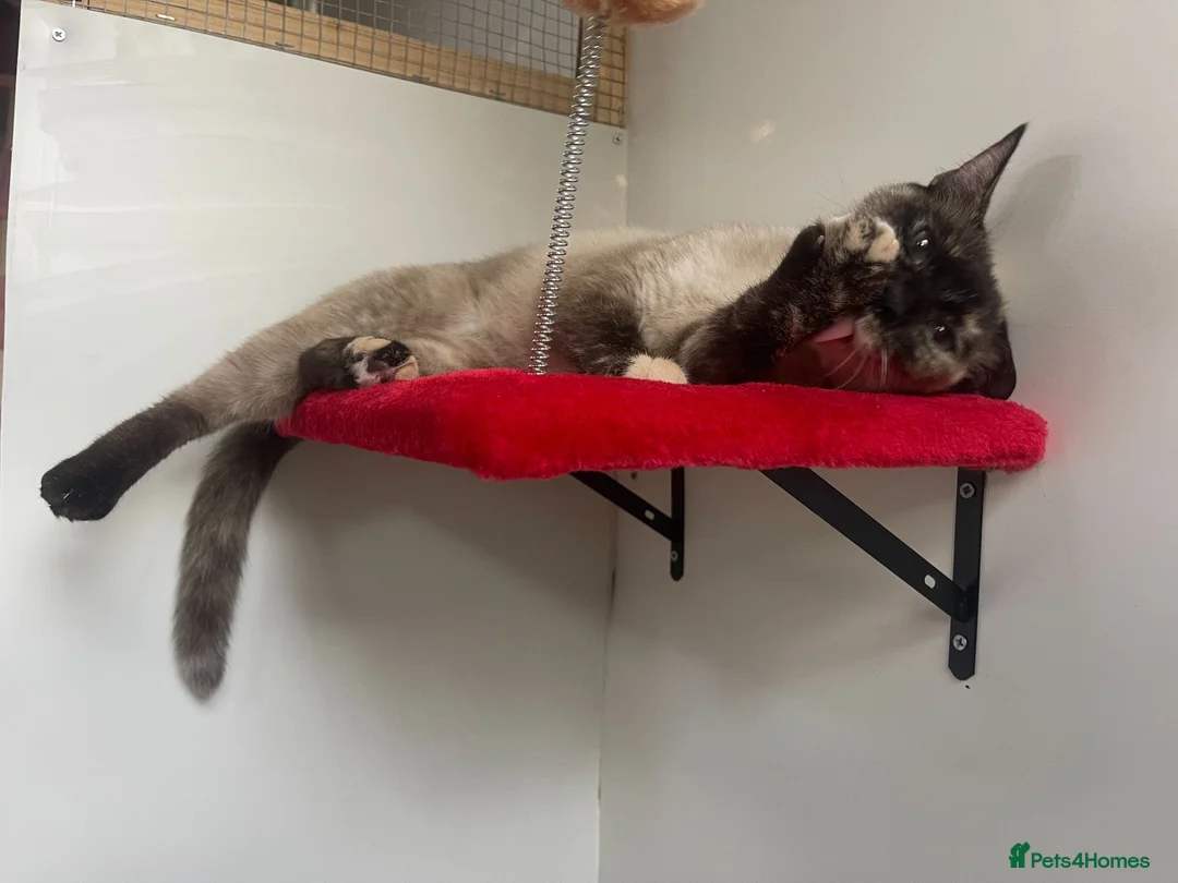 Mixed Breed cats for adoption: Angelique - Seal Point Siamese Tortie in Braintree - Advert 3