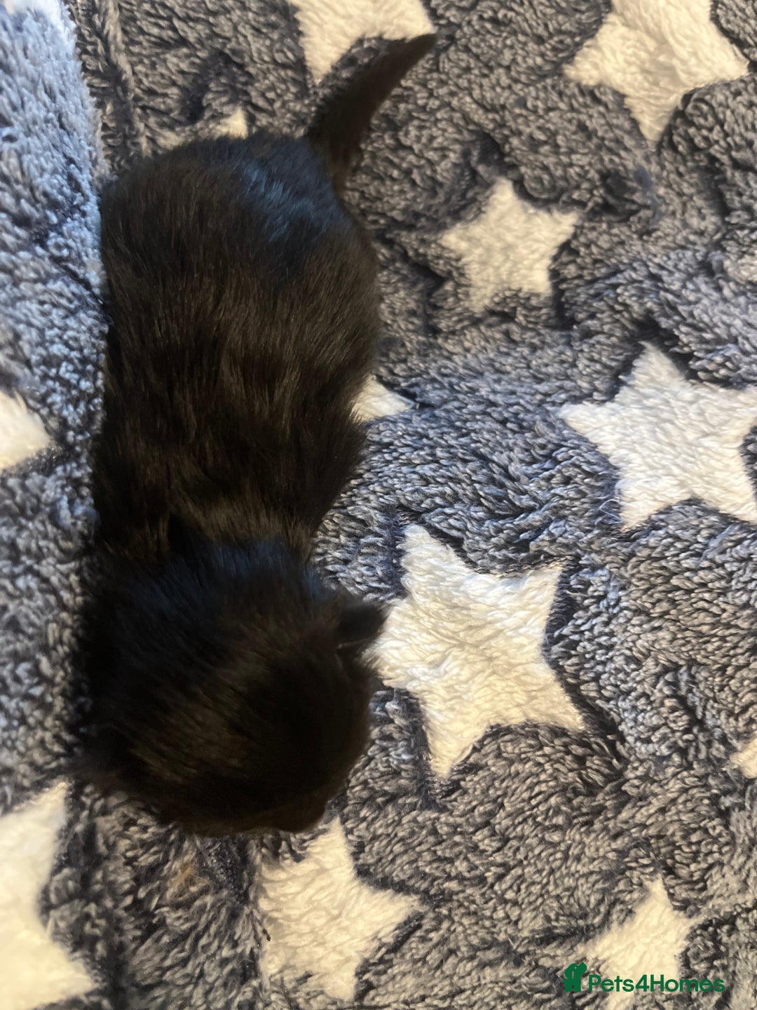 Maine Coon cats for sale: Maine coon cross - Advert 3