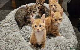 Mixed Breed cats for sale: Playful Bengal Kittens - Advert 1