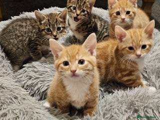 Mixed Breed cats Playful Bengal Kittens - Advert 16
