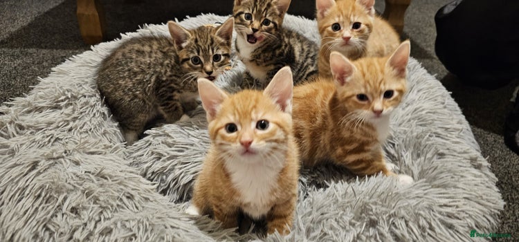 Mixed Breed cats Playful Bengal Kittens - Advert 15