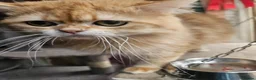 British Longhair cats for stud: Proven males/ / asstd golden series Blh - Advert 9