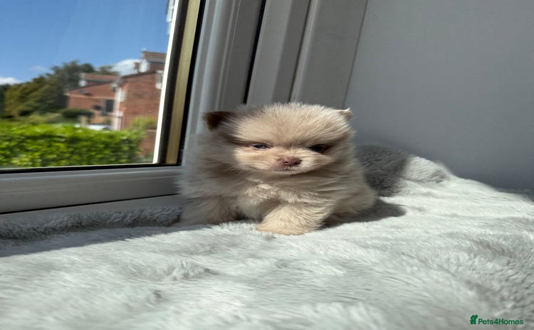 Pomeranian dogs - Advert 12