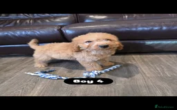 Cockapoo dogs for sale: Adorable Cockapoo pups 🦴🐾 - Image 27