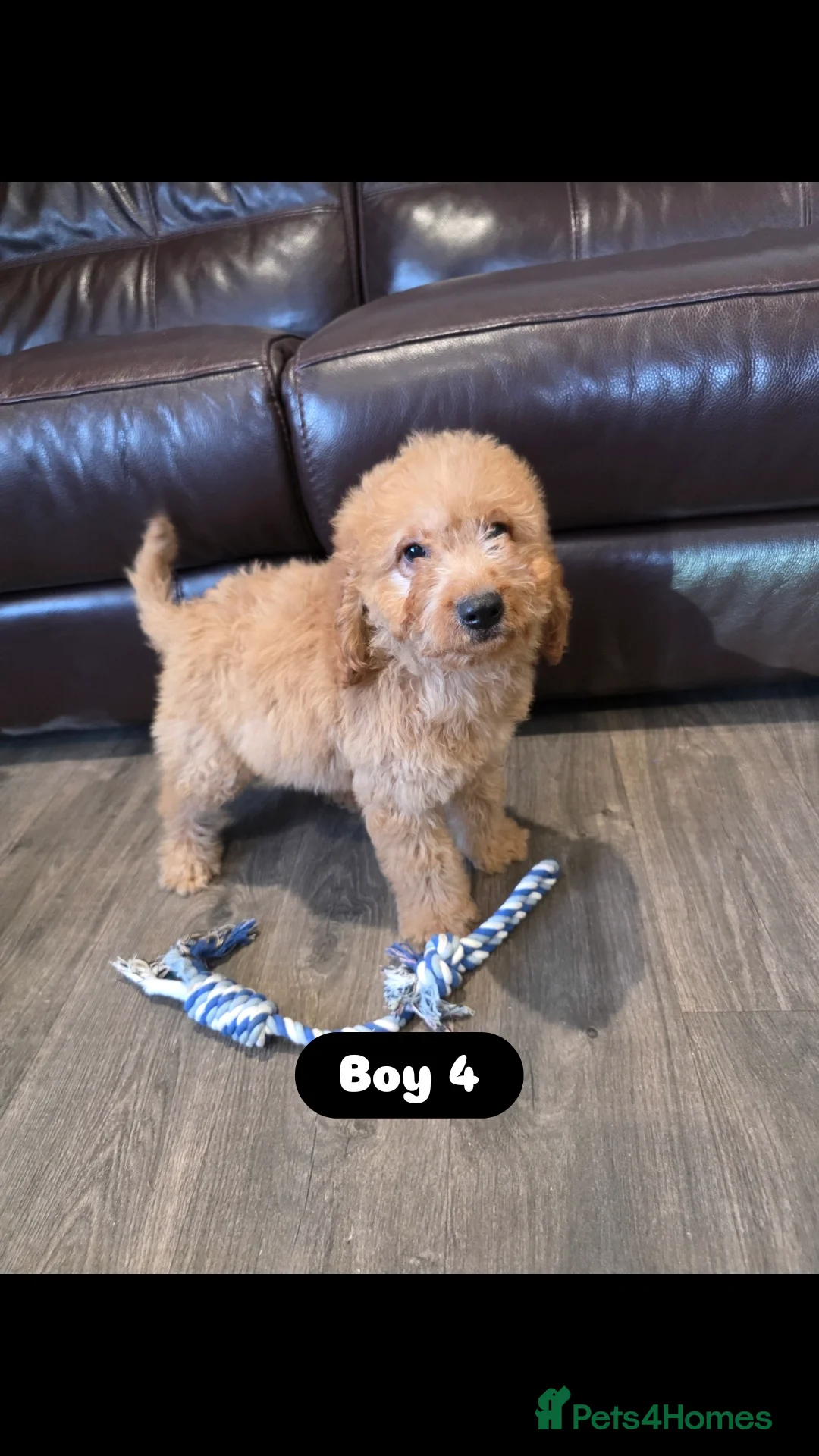 Cockapoo dogs for sale: Adorable Cockapoo pups 🦴🐾 - Image 27