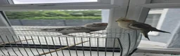 Cockatiels birds for sale: 2 tame cockatiels with cage - Advert 1