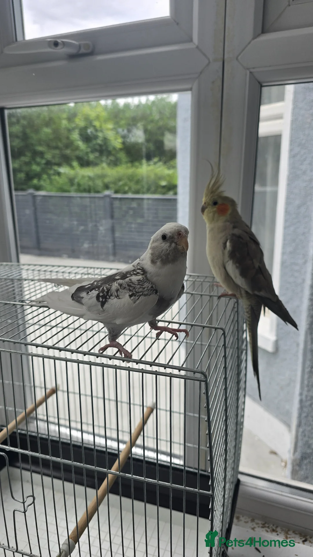Cockatiels birds for sale: 2 tame cockatiels with cage - Advert 1