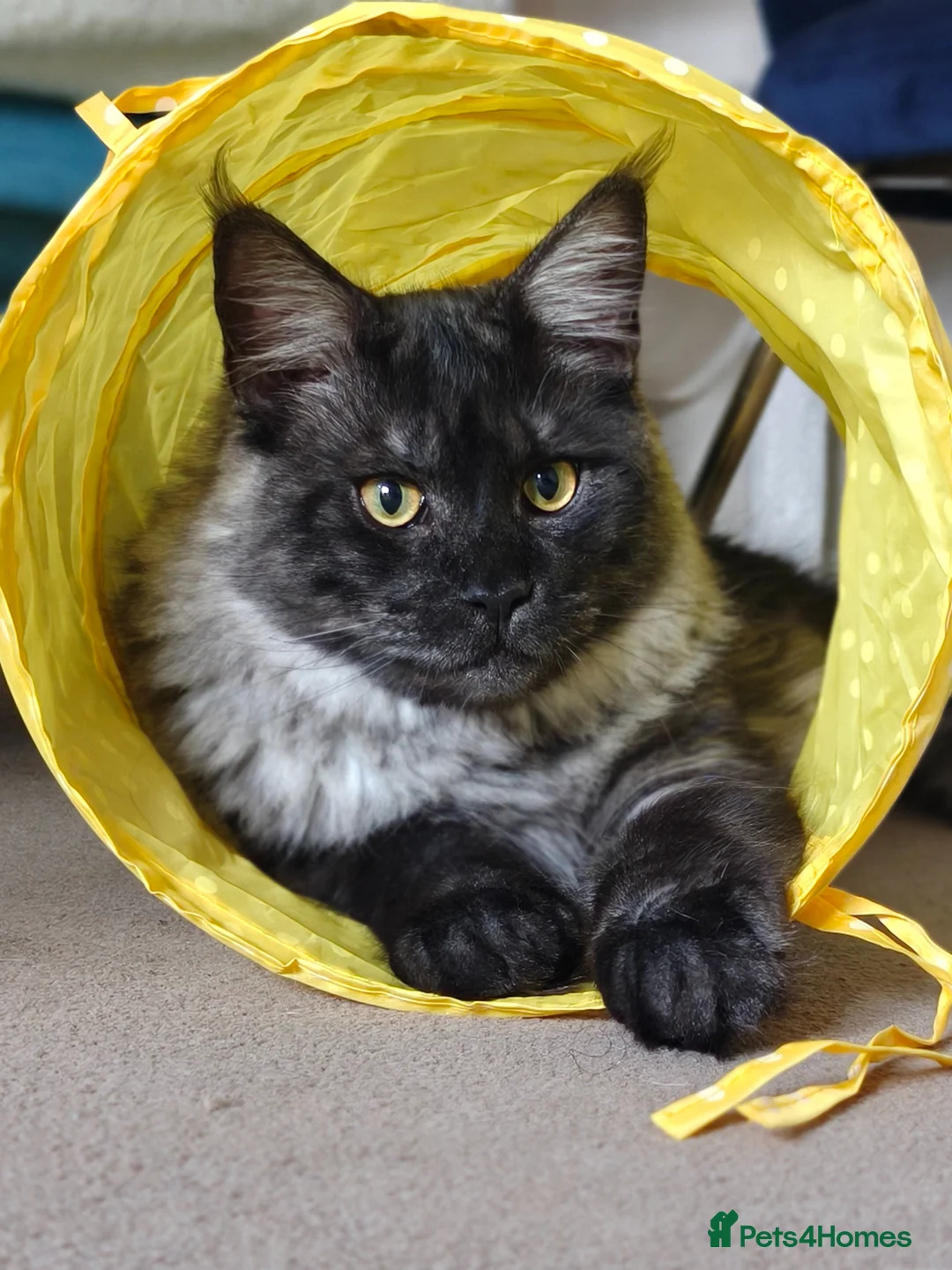 Maine Coon cats for sale: Beautiful Maine coon Black smoke  in Newquay - Advert 1