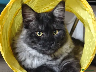 Maine Coon cats Beautiful Maine coon Black smoke - Advert 8